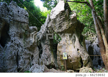 沖縄県・大石林山 沖縄県・大石林山 66259692