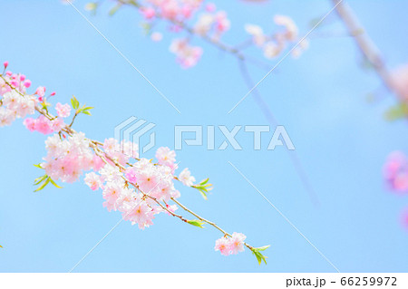 和風イメージ「八重桜」 66259972