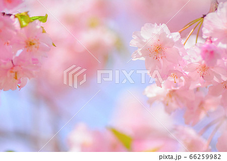 和風イメージ「八重桜」 66259982