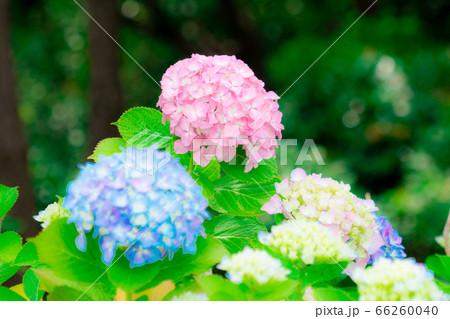 紫陽花 紫陽花 66260040