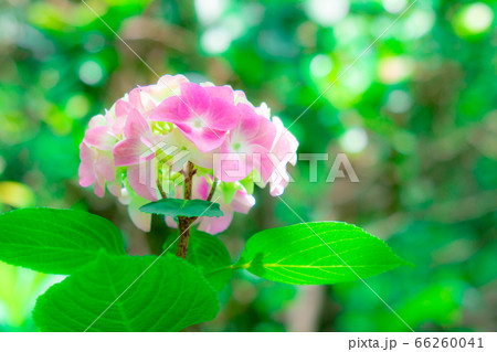紫陽花 紫陽花 66260041