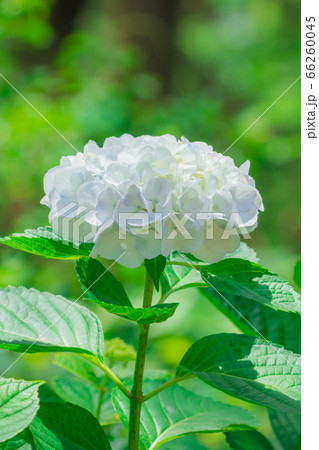 紫陽花 紫陽花 66260045