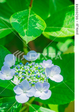 紫陽花 66260048