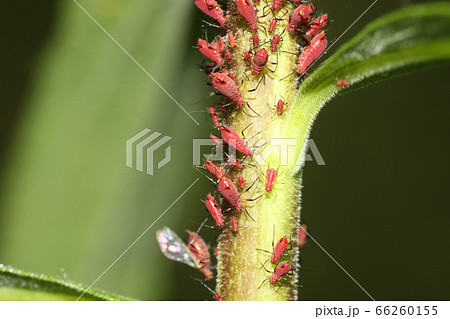 セイタカアワダチソウヒゲナガアブラムシ セイタカアワダチソウヒゲナガアブラムシ 66260155