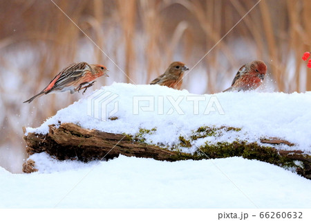 野鳥 鳥 冬 66260632