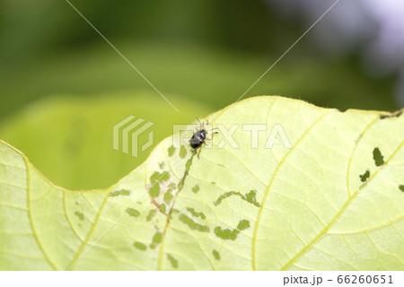 アオバネサルハムシ アオバネサルハムシ 66260651