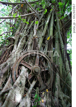 ランガル島 66260967