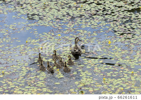 カルガモ親子 カルガモ親子 66261611