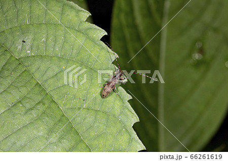 シナノクロフカミキリ シナノクロフカミキリ 66261619