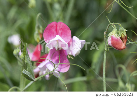 スイートピー スイートピー 66261623