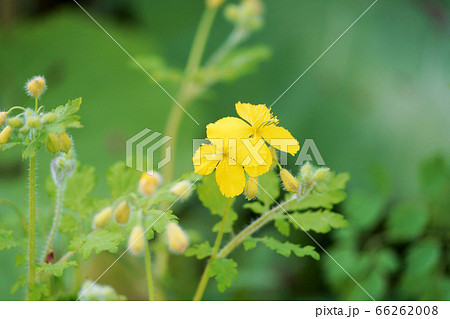 クサノオウ  ”山野草” 66262008