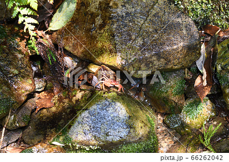 初夏に小谷で生息するサワガニ【沢蟹】 初夏に小谷で生息するサワガニ【沢蟹】 66262042