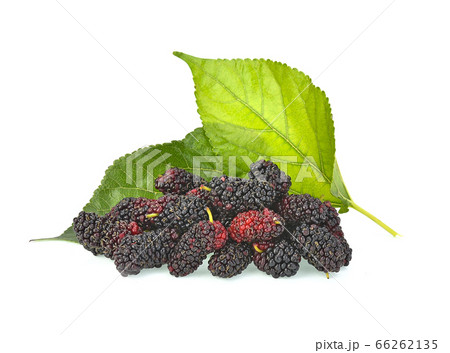 Morus (mulberry) on white background Morus (mulberry) on white background 66262135