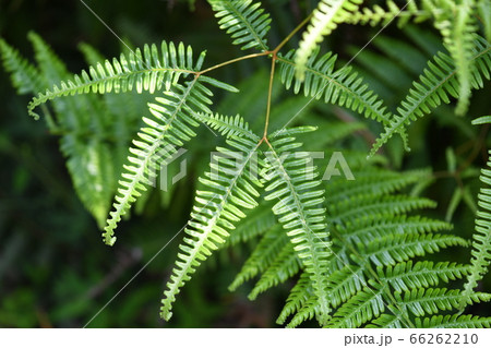 初夏の小羊歯 初夏の小羊歯 66262210