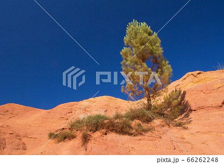 Lonely pine on the ocher hill Lonely pine on the ocher hill 66262248