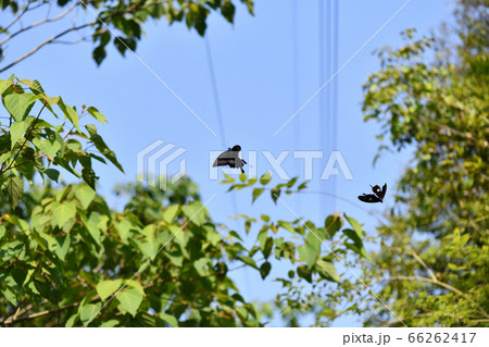 山中における蝶【モンキアゲハ】の求愛行動 66262417