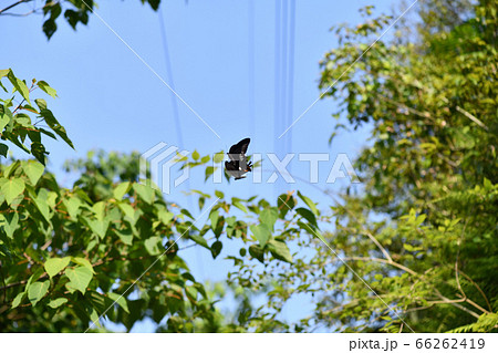 山中における蝶【モンキアゲハ】の求愛行動 山中における蝶【モンキアゲハ】の求愛行動 66262419