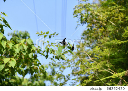 山中における蝶【モンキアゲハ】の求愛行動 66262420