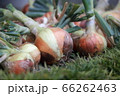 タマネギ 66262463