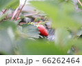 イチゴ 66262464
