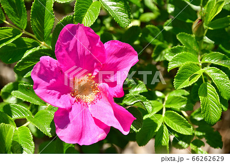 初夏の北海道江差町で満開のはまなすの花を撮影の写真素材