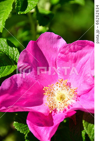 初夏の北海道江差町で満開のはまなすの花を撮影 66262634