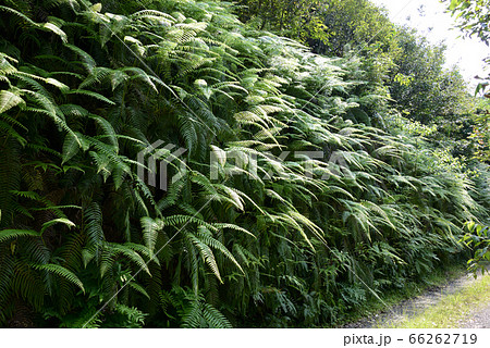 林道脇で群生するウラジロ【裏白】 66262719