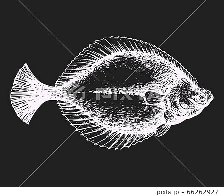 Hand drawn flounder illustration. Vector fish 66262927