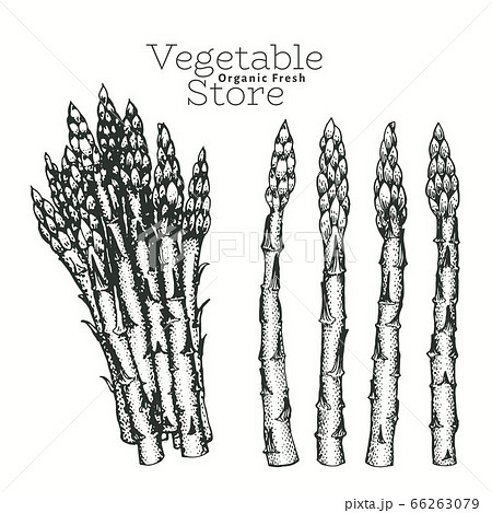 Hand Drawn Asparagus Illustrations Vectorのイラスト素材 66263079 Pixta
