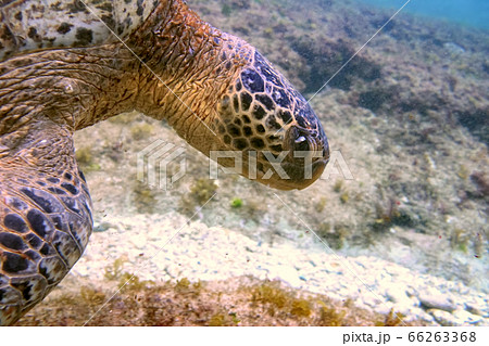 台湾の小琉球の海を泳ぐ海亀 シュノーケリングやダイビング Sea Turtle in Taiwan 台湾の小琉球の海を泳ぐ海亀 シュノーケリングやダイビング Sea Turtle in Taiwan 66263368
