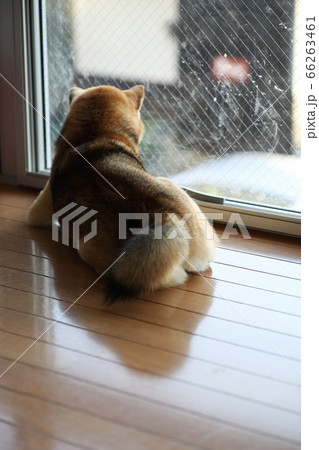 留守番する柴犬 66263461