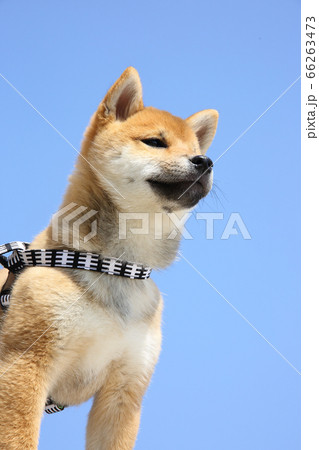 柴犬の子犬 66263473