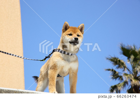 柴犬の子犬 66263474