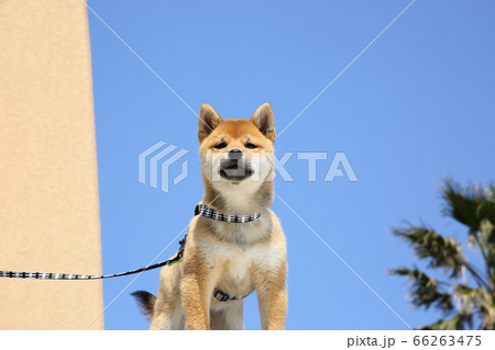 柴犬の子犬 66263475