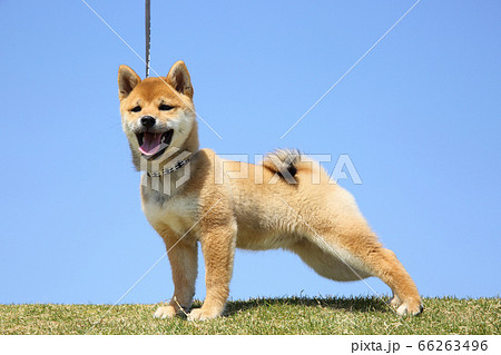 柴犬の子犬の写真素材
