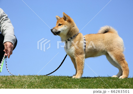 柴犬の子犬 66263501