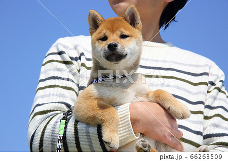 柴犬の子犬の写真素材