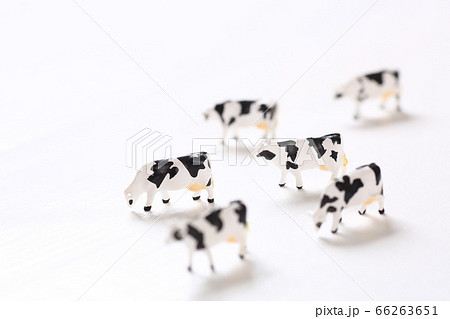 ミニチュアの牛 66263651