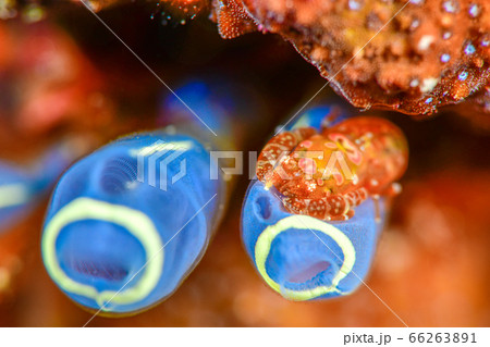 ホヤカクレエビ 66263891