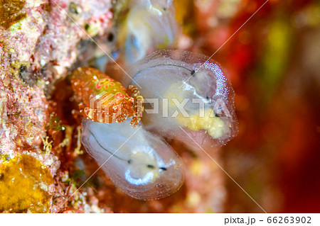 ホヤカクレエビ 66263902