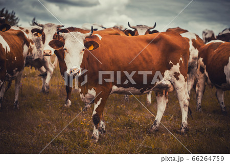 Cattle grazing in a field on the cloudy sky background Cattle grazing in a field on the cloudy sky background 66264759
