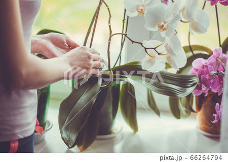 Girl caring for potted flowers on a windowsill. Girl caring for potted flowers on a windowsill. 66264794