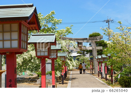 ナンジャモンジャと灯籠の紅白が楽しめる岡湊神社参道 ナンジャモンジャと灯籠の紅白が楽しめる岡湊神社参道 66265040