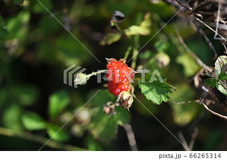 ニガイチゴの果実 ニガイチゴの果実 66265314