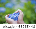 ハート紫陽花 66265448
