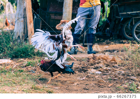 Agressive rooster fight betting on survivor. Agressive rooster fight betting on survivor. 66267375