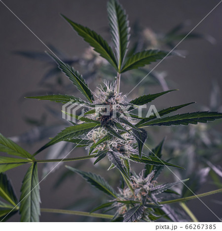 Blooming cannabis 66267385