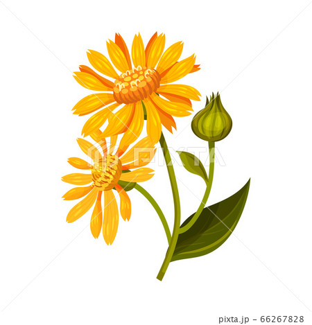 Arnica Yellow or Orange Flower Head with Long Ray Florets on Green Stem Vector Illustration 66267828
