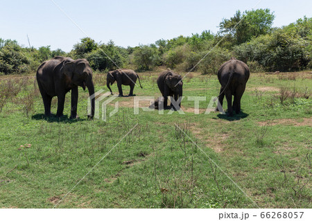 Close up of elephant family with a newborn baby elephant in a National Park of Sri Lanka Close up of elephant family with a newborn baby elephant in a National Park of Sri Lanka 66268057