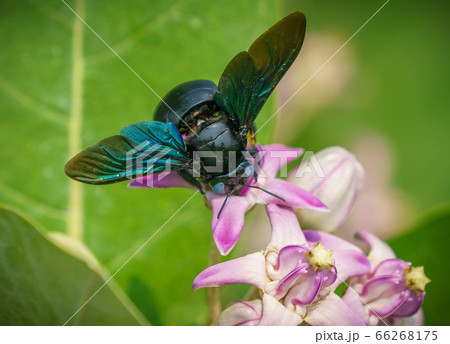 Xylocopa valga or carpenter bee on Apple of Sodom Xylocopa valga or carpenter bee on Apple of Sodom 66268175